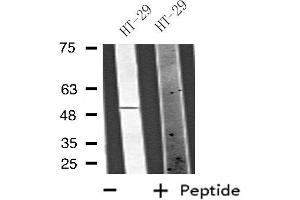 Western blot analysis of extracts from HT-29 cells, using VANGL1 antibody. (Vangl1 抗体  (Internal Region))