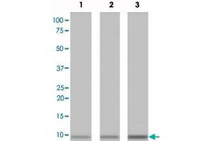 Western blot analysis of recombinant Metallothionein protein with Metallothionein monoclonal antibody, clone N11-G . (MT1A 抗体  (N-Term))