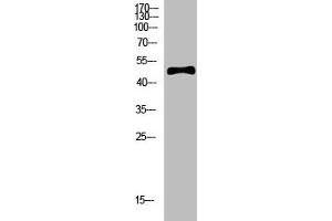 Western Blot analysis of hela cells using primary antibody diluted at 1:500(4 °C overnight). (C1RL 抗体  (AA 371-420))