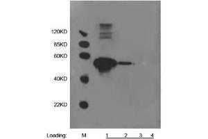 Lane 1: 500 ng Multiple Tag (Purified) (ABIN1536315) Lane 2: 100 ng Multiple Tag (Purified) (ABIN1536315) Lane 3: 20 ng Multiple Tag (Purified) (ABIN1536315) Lane 4: 20 µL 293 cell lysatePrimary antibody: 1 µg/mL Anti-HA-tag [Biotin] Monoclonal Antibody (Mouse) (ABIN387713) Secondary antibody: Goat Anti-Mouse IgG (H&L) [HRP] Polyclonal Antibody (ABIN398387, 1: 10,000) (alpha Tubulin 抗体)