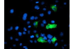 Anti-ANAPC2 mouse monoclonal antibody (ABIN2454934) immunofluorescent staining of COS7 cells transiently transfected by pCMV6-ENTRY ANAPC2 (RC207539). (ANAPC2 抗体)