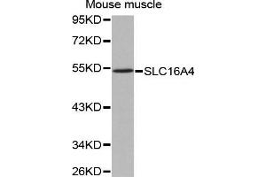 Western Blotting (WB) image for anti-Solute Carrier Family 16 (Monocarboxylic Acid Transporters), Member 4 (SLC16A4) (AA 250-350) antibody (ABIN3023454) (SLC16A4 抗体  (AA 250-350))