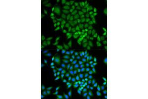 Immunofluorescence (IF) image for anti-Glutaredoxin 1 (GRX1) antibody (ABIN1876503) (Glutaredoxin 1 抗体)