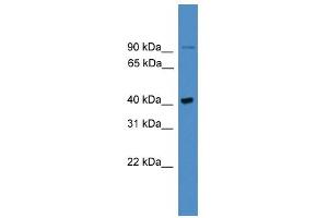 WB Suggested Anti-UBXN6 Antibody Titration: 0.