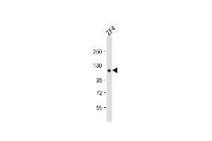 Anti-Zebrafish stil Antibody (C-term)at 1:2000 dilution + ZF4 whole cell lysates Lysates/proteins at 20 μg per lane. (STIL 抗体  (C-Term))