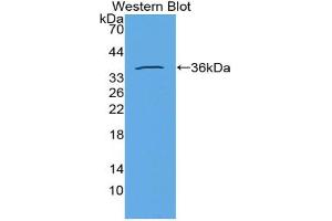 Western blot analysis of the recombinant protein. (Insulin 抗体  (AA 25-54))