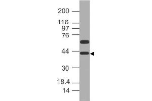 Image no. 1 for anti-Developmental Pluripotency Associated 4 (DPPA4) (AA 1-206) antibody (ABIN5027166) (DPPA4 抗体  (AA 1-206))