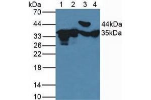 Figure. (FN3K 抗体  (AA 1-309))