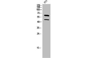 Western Blot analysis of 3T3 cells using M-CSF Polyclonal Antibody (M-CSF/CSF1 抗体  (C-Term))