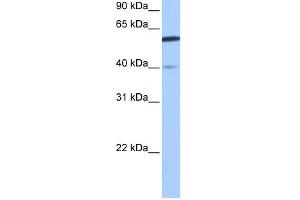 WB Suggested Anti-DEPDC7 Antibody Titration:  0. (DEPDC7 抗体  (N-Term))