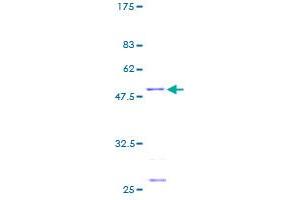 MRPS23 Protein (AA 1-190) (GST tag)