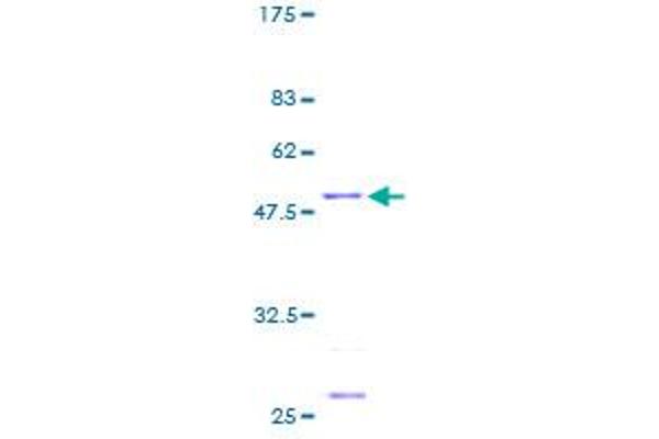 MRPS23 Protein (AA 1-190) (GST tag)