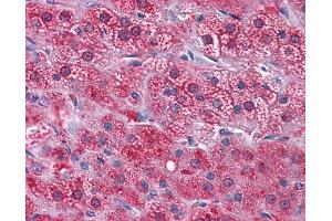 Anti-GPN1 / XAB1 antibody IHC of human adrenal. (GPN1 抗体  (AA 9-119))