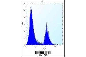 IRF4 antibody flow cytometric analysis of 293 cells (right histogram) compared to a negative control (left histogram). (IRF4 抗体  (AA 164-191))