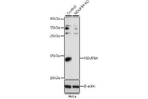 Western blot analysis of extracts from normal (control) and NDUFB4 knockout (KO) HeLa cells using NDUFB4 Polyclonal Antibody at dilution of 1:1000. (NDUFB4 抗体)
