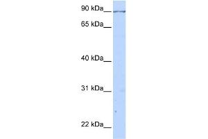 WB Suggested Anti-CALD1 Antibody Titration:  0. (Caldesmon 抗体  (C-Term))