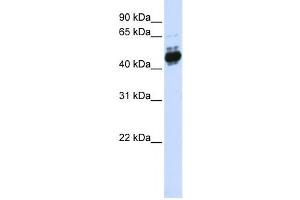 Western Blotting (WB) image for anti-Transcription Factor AP-2 beta (Activating Enhancer Binding Protein 2 Beta) (TFAP2B) antibody (ABIN2459994) (TFAP2B 抗体)