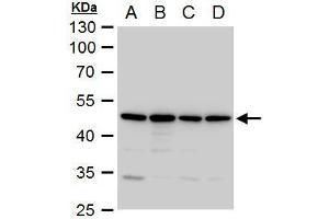WB Image Annexin VII antibody detects Annexin VII protein by western blot analysis. (Annexin VII 抗体)
