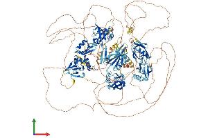 Protein Structure (PS) image for Membrane Associated Guanylate Kinase, WW and PDZ Domain Containing 1 (MAGI1) (AA 1-1471) protein (His tag) (ABIN7564146)