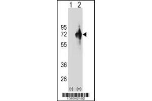 Western blot analysis of KLHDC4 using rabbit polyclonal KLHDC4 Antibody using 293 cell lysates (2 ug/lane) either nontransfected (Lane 1) or transiently transfected (Lane 2) with the KLHDC4 gene. (KLHDC4 抗体  (AA 237-265))