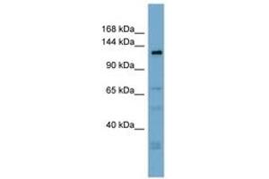Image no. 1 for anti-Anoctamin 3 (ANO3) (AA 719-768) antibody (ABIN6742040) (ANO3 抗体  (AA 719-768))