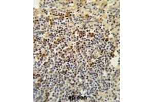 Immunohistochemistry (IHC) image for anti-G Patch Domain and Ankyrin Repeats 1 (GPANK1) antibody (ABIN3003885) (BAT4 抗体)