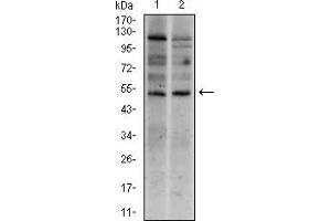 Western blot analysis using T mouse mAb against Raji (1), and Jurkat (2) cell lysate. (T Antigen (AA 257-309) 抗体)
