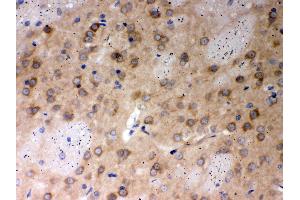 Anti- PP2A-alpha Picoband antibody, IHC(P) IHC(P): Rat Brain Tissue