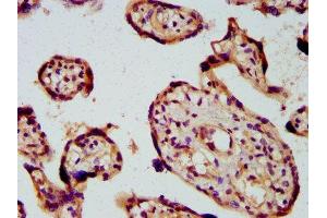 IHC image of ABIN7163230 diluted at 1:600 and staining in paraffin-embedded human placenta tissue performed on a Leica BondTM system. (PICALM 抗体  (AA 517-624))