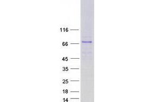 Western Blotting (WB) image for Guanylate Binding Protein 7 (GBP7) protein (Myc-DYKDDDDK Tag) (ABIN2722368)