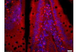 Formalin-fixed and paraffin embedded mouse intestine labeled with Anti-LZTFL1 Polyclonal Antibody, Unconjugated (ABIN755407) at 1:200 followed by conjugation to the secondary antibody Goat Anti-Rabbit IgG, AF555 conjugated used at 1:200 dilution for 40 minutes at 37°C and DAPI staining (LZTFL1 抗体  (AA 101-200))