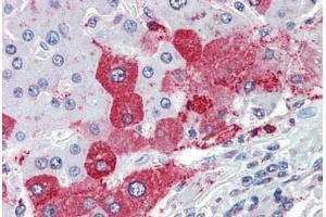 Anti-KIAA1324 antibody  ABIN960789 IHC staining of human liver. (ELAPOR1 抗体  (Internal Region))