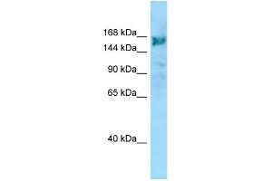 WB Suggested Anti-ARHGEF10 Antibody Titration: 1. (ARHGEF10 抗体  (C-Term))