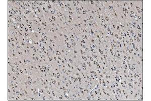 IHC analysis of VAMP4 using anti-VAMP4 antibody (ABIN7598962). (VAMP4 抗体  (AA 1-118))