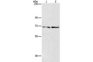 Western Blot analysis of HepG2 and 293T cell using IFT74 Polyclonal Antibody at dilution of 1:1400 (IFT74 抗体)