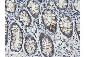 Image no. 3 for anti-Mitochondrial Ribosomal Protein S34 (MRPS34) antibody (ABIN1499566)