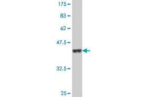 Western Blot detection against Immunogen (37. (FBXO33 抗体  (AA 197-296))