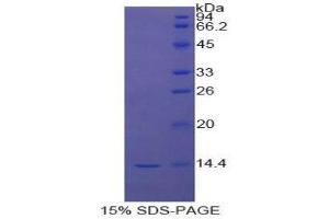 SDS-PAGE (SDS) image for Signal Transducer and Activator of Transcription 3 (Acute-Phase Response Factor) (STAT3) (AA 563-670) protein (His tag) (ABIN1171366) (STAT3 Protein (AA 563-670) (His tag))