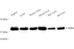 Western blot analysis of VAMP4 (ABIN7076198),at dilution of 1: 1500 (VAMP4 抗体)