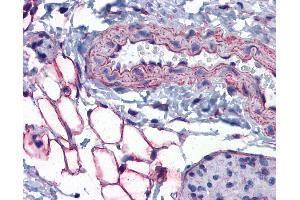 Anti-PTRF antibody IHC of mouse vessel and adipocytes. (PTRF 抗体  (AA 177-226))