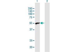 Western Blot analysis of ARFIP1 expression in transfected 293T cell line by ARFIP1 MaxPab polyclonal antibody. (ARFIP1 抗体  (AA 1-373))