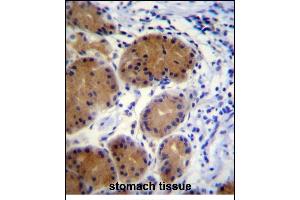 MORN5 Antibody (C-term) (ABIN656139 and ABIN2845478) immunohistochemistry analysis in formalin fixed and paraffin embedded human stomach tissue followed by peroxidase conjugation of the secondary antibody and DAB staining. (MORN5 抗体  (C-Term))