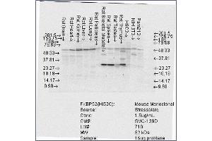 Western Blot analysis of Rat Brain, Heart, Kidney, Liver, Pancreas, Skeletal muscle, Spleen, Testes, Thymus cell lysates showing detection of FKBP52 protein using Mouse Anti-FKBP52 Monoclonal Antibody, Clone Hi52C . (FKBP4 抗体  (Biotin))