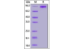 SDS-PAGE (SDS) image for SARS-CoV-2 Spike S1 (B.1.1.529 - Omicron) protein (His tag) (ABIN7041437)