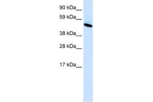 Western Blotting (WB) image for anti-Insulinoma-Associated 1 (INSM1) antibody (ABIN2460531)