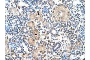 Image no. 1 for anti-Zinc Finger Protein 274 (ZNF274) (AA 87-136) antibody (ABIN203353) (ZNF274 抗体  (AA 87-136))
