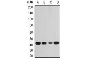 Western blot analysis of SEPHS1 expression in SW620 (A), HepG2 (B), mouse liver (C), rat kidney (D) whole cell lysates.