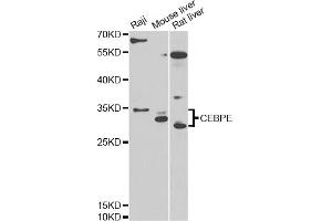 Western blot analysis of extracts of various cell lines, using CEBPE antibody (ABIN6291284) at 1:1000 dilution. (CEBPE 抗体)