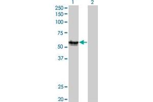 Western Blot analysis of AGER expression in transfected 293T cell line by AGER monoclonal antibody (M02A), clone 1C1. (RAGE 抗体  (AA 23-404))