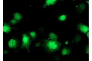 Image no. 6 for anti-CoA Synthase (COASY) antibody (ABIN1497556) (COASY 抗体)